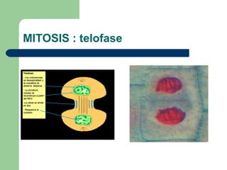 MITOSIS : telofase
 