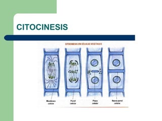 CITOCINESIS
 