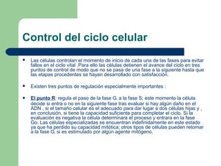 Control del ciclo celular
 Las células controlan el momento de inicio de cada una de las fases para evitar
fallos en el ciclo vital .Para ello las células detienen el avance del ciclo en tres
puntos de control de modo que no se pasa de una fase a la siguiente hasta que
las etapas procedentes se hayan desarrollado con satisfacción.
 Existen tres puntos de regulación especialmente importantes :
 El punto R: regula el paso de la fase G1 a la fase S; este momento la célula
decide si entra o no en la siguiente fase tras evaluar si hay algún daño en el
ADN , si el tamaño celular es el adecuado para dar lugar a dos células hijas y ,
en conclusión, si tiene la capacidad suficiente para completar el ciclo. Si la
evaluación es negativa la célula determinara el proceso y entrara en la fase
Go. Las células especializadas se encuentran indefinidamente en este estado
ya que ha perdido su capacidad mitótica; otros tipos de células pueden retornar
a la fase G1 si es estimulado por algún agente mitógeno.
 