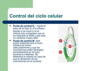 Control del ciclo celular
 Punto de control G2 : regula el
paso de la fase G2 a la mitosis :
decide si se inicia o no la
mitosis tras comprobar que se
ha replicado el ADN y que este
no contiene ningún fallo.
 Punto de control M: este
punto supervisa que el huso
mitótico se forme
adecuadamente y que los
cromosomas estén alineados
correctamente en el huso
durante la metafase. Se
detendría la mitosis en caso de
que la alineación de los
cromosomas es la correcta .
 