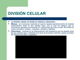 DIVISIÓN CELULAR
 La división celular se divide en mitosis y citocinesis :
 Mitosis : es el proceso mediante el cual se reparte equitativamente el material
cromosómico entre la dos células hijas, con lo que se asegura que la
información genética se transmite sin variaciones de unas a otras. Se divide en
cuatro procesos: profase , metafase ,anafase y telofase.
 Citocinesis : consiste en la fragmentación del citoplasma que se reparte entre
las dos células hijas, mediante una serie de procesos distintos, según se traten
de células animales o vegetales.
 