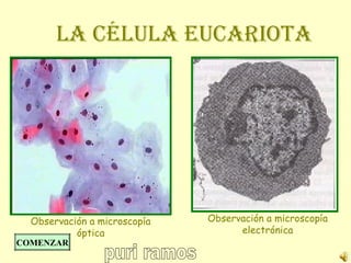 LA CÉLULA EUCARIOTA




  Observación a microscopía   Observación a microscopía
           óptica                   electrónica
COMENZAR
 