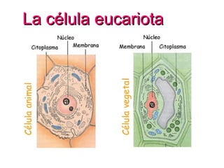 La célula eucariota
 