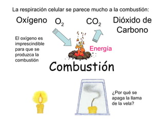 La respiración celular se parece mucho a la combustión:

 Oxígeno O2                  CO2         Dióxido de
                                          Carbono
 El oxígeno es
 imprescindible
 para que se                   Energía
 produzca la


                  Combustión
 combustión




                                         ¿Por qué se
                                         apaga la llama
                                         de la vela?
 