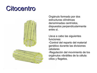 Citocentro
             Orgánulo formado por dos
             estructuras cilíndricas
             denominadas centríolos,
             dispuestos perpendicularmente
             entre sí.

             Lleva a cabo las siguientes
             funciones:
             -Control del reparto del material
             genético durante las divisiones
             celulares
             -Regulación del movimiento de los
             orgánulos vibrátiles de la célula:
             cilios y flagelos.
 