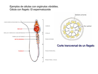 Ejemplos de células con orgánulos vibrátiles.
Célula con flagelo: El espermatozoide




                                           Corte transversal de un flagelo
 