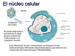 El núcleo celular
                     Núcleo




     Ampliación
     del núcleo


El núcleo dirige toda la
actividad de la célula
porque contiene las
“instrucciones” o el
“programa” de ésta.

      Esta información con las “instrucciones” se almacena en una
      molécula llamada ADN (ácido desoxirribonucleico), que está en unos
      corpúsculos del núcleo llamados CROMOSOMAS.
 
