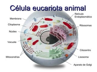 Célula eucariota animal
                      Retículo
                      Endoplasmático
   Membrana

 Citoplasma                Ribosomas

  Núcleo



 Vacuola


                           Citocentro

Mitocondrias              Lisosoma


                      Aparato de Golgi
 