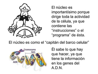 El núcleo es
                         importantísimo porque
                         dirige toda la actividad
                         de la célula, ya que
                         contiene las
                         “instrucciones” o el
                         “programa” de ésta.
El núcleo es como el “capitán del barco celular”
                         Él sabe lo que hay
                         que hacer, ya que
                         tiene la información
                         en los genes del
                         A.D.N.
 