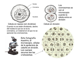 Núcleo
                                                           Los
                               Cromatina
                                                           cromosomas se
                                                           ven al
                                                           microscopio
                                                           cuando la
                               Nucleolo
                                                           célula entra en
                                                           división

 Célula en reposo (sin dividirse)          Célula en división
Cuando no se están dividiendo, dentro
del núcleo lo que se ve es la
cromatina, un material en el que no se
aprecian los cromosomas.

                 Esta fotografía
                 muestra, al
                 microscopio, células
                 de la epidermis de
                 cebolla en división.
                 Los cuerpos
                 oscuros son los
                 cromosomas.
 