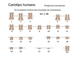 Cariotipo humano                  Parejas de cromosomas

   En la especie humana hay 23 parejas de cromosomas
 