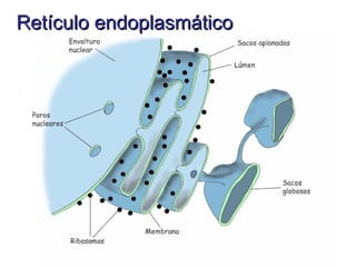 Retículo endoplasmático
 
