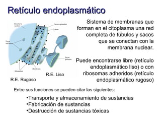 Retículo endoplasmático
                                    Sistema de membranas que
                                forman en el citoplasma una red
                                    completa de túbulos y sacos
                                         que se conectan con la
                                            membrana nuclear.

                                Puede encontrarse libre (retículo
                                     endoplasmático liso) o con
                 R.E. Liso        ribosomas adheridos (retículo
R.E. Rugoso                             endoplasmático rugoso)
 Entre sus funciones se pueden citar las siguientes:
       •Transporte y almacenamiento de sustancias
       •Fabricación de sustancias
       •Destrucción de sustancias tóxicas
 