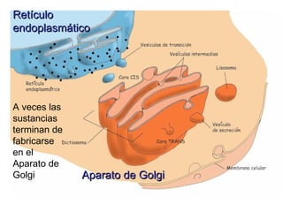 Retículo
endoplasmático




A veces las
sustancias
terminan de
fabricarse
en el
Aparato de
Golgi         Aparato de Golgi
 
