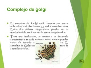 Complejo de golgi
 El complejo de Golgi está formado por sacos
aplanados, vesículas densas y grandes vacuolas claras.
Est...