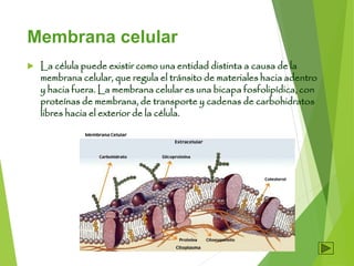 Membrana celular
 La célula puede existir como una entidad distinta a causa de la
membrana celular, que regula el tránsito de materiales hacia adentro
y hacia fuera. La membrana celular es una bicapa fosfolipídica, con
proteínas de membrana, de transporte y cadenas de carbohidratos
libres hacia el exterior de la célula.
5
 