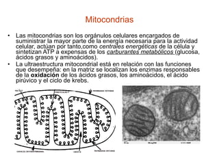 • Las mitocondrias son los orgánulos celulares encargados de
suministrar la mayor parte de la energía necesaria para la actividad
celular, actúan por tanto,como centrales energéticas de la célula y
sintetizan ATP a expensas de los carburantes metabólicos (glucosa,
ácidos grasos y aminoácidos).
• La ultraestructura mitocondrial está en relación con las funciones
que desempeña: en la matriz se localizan los enzimas responsables
de la oxidación de los ácidos grasos, los aminoácidos, el ácido
pirúvico y el ciclo de krebs.
Mitocondrias
 