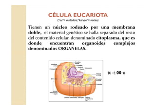 CÉLULA EUCARIOTACÉLULA EUCARIOTA
(“(“eueu”= verdadero;“”= verdadero;“karyonkaryon”= núcleo)”= núcleo)
Tienen un núcleo rodeado por una membrana
doble, el material genético se halla separado del resto
del contenido celular, denominado citoplasma, que es
donde encuentran organoides complejos
denominados ORGANELAS.
10101010 ----1111 00 υυυυ
 