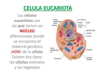 CELULA EUCARIOTA
Las células
eucariotas son
las que tienen un
NÚCLEO
diferenciado donde
se encuentra el
material genético
(ADN) de la célula.
Existen dos tipos:
las células animales
y las vegetales
 