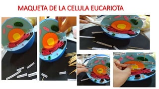 MAQUETA DE LA CELULA EUCARIOTA
 