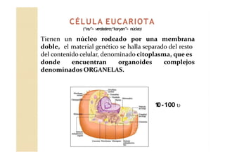 CÉLULA EUCARIOTA
(“eu”= verdadero;“karyon”= núcleo)
Tienen un núcleo rodeado por una membrana
doble, el material genético se halla separado del resto
del contenido celular, denominado citoplasma, que es
donde encuentran organoides complejos
denominados ORGANELAS.
1
0-100 
 
