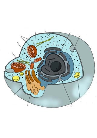 Celula eucariota c.animal