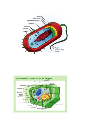Celula  eucariota german