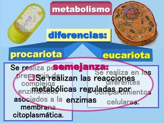 procariota eucariota
diferencias:
Se realiza por la
presencia de
complejos
enzimáticos
asociados a la
membrana
citoplasmática.
Se realiza en los
diferentes
compartimientos
celulares.
metabolismo
semejanza:
Se realizan las reacciones
metabólicas reguladas por
enzimas
 