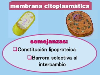 membrana citoplasmática
semejanzas:
Constitución lipoproteica
Barrera selectiva al
intercambio
 
