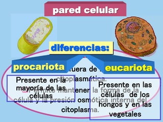 Permite mantener la forma de la
célula y la presión osmótica interna del
citoplasma.
pared celular
semejanzas:
Situada por fuera de la membrana
citoplasmática.
procariota eucariota
diferencias:
Presente en la
mayoría de las
células
Presente en las
células de los
hongos y en las
vegetales
 