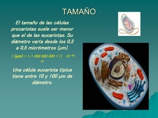 TAMAÑO
El tamaño de las células
procariotas suele ser menor
que el de las eucariotas. Su
diámetro varía desde los 0,3
a 0,5 micrómetros (µm).
1 (µm) = 1/1 000 000 000 = (1 . 10 -8)
m
Una célula eucariota típica
tiene entre 10 y 100 µm de
diámetro.
 