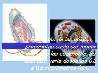 El tamaño de las células
procariotas suele ser menor
que el de las eucariotas. Su
diámetro varía desde los 0,3
a 0,5 micrómetros (µm).
 