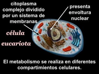presenta
envoltura
nuclear
citoplasma
complejo dividido
por un sistema de
membranas
El metabolismo se realiza en diferentes
compartimientos celulares.
 