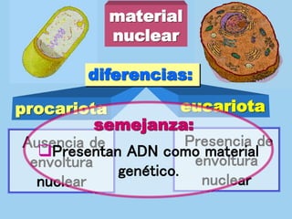 Presencia de
envoltura
nuclear
Ausencia de
envoltura
nuclear
material
nuclear
procariota eucariota
diferencias:
semejanza:
Presentan ADN como material
genético.
 