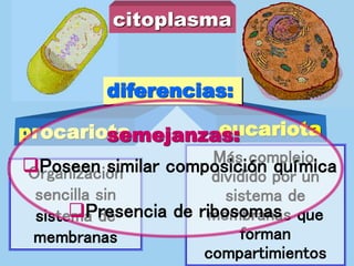 citoplasma
procariota eucariota
Más complejo,
dividido por un
sistema de
membranas que
forman
compartimientos
diferencias:
Organización
sencilla sin
sistema de
membranas
Poseen similar composición química
Presencia de ribosomas
semejanzas:
 