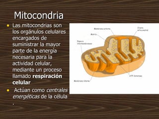 Mitocondria
• Las mitocondrias son
    los orgánulos celulares
    encargados de
    suministrar la mayor
    parte de la ...