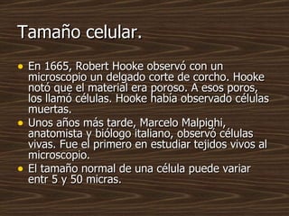 Tamaño celular.
• En 1665, Robert Hooke observó con un
    microscopio un delgado corte de corcho. Hooke
    notó que el m...