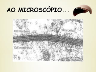 AO MICROSCÓPIO...
 