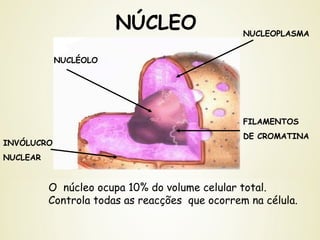 NÚCLEO
O núcleo ocupa 10% do volume celular total.
Controla todas as reacções que ocorrem na célula.
FILAMENTOS
DE CROMATINA
NUCLEOPLASMA
NUCLÉOLO
INVÓLUCRO
NUCLEAR
 