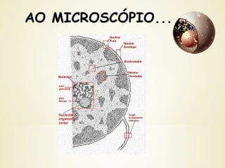 AO MICROSCÓPIO...
 