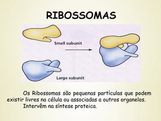 RIBOSSOMAS
Os Ribossomas são pequenas partículas que podem
existir livres na célula ou associadas a outros organelos.
Intervêm na síntese proteica.
 