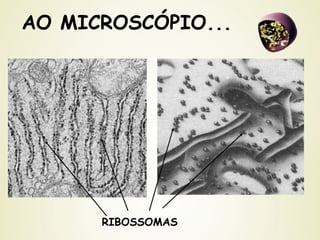 AO MICROSCÓPIO...
RIBOSSOMAS
 