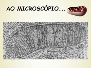 AO MICROSCÓPIO...
 