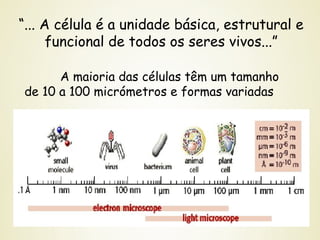 “... A célula é a unidade básica, estrutural e
funcional de todos os seres vivos...”
A maioria das células têm um tamanho
de 10 a 100 micrómetros e formas variadas
 