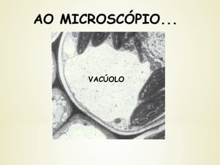 AO MICROSCÓPIO...
VACÚOLO
 
