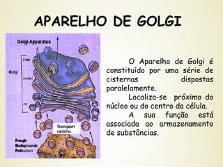 APARELHO DE GOLGI
O Aparelho de Golgi é
constituído por uma série de
cisternas dispostas
paralelamente.
Localiza-se próximo do
núcleo ou do centro da célula.
A sua função está
associada ao armazenamento
de substâncias.
 