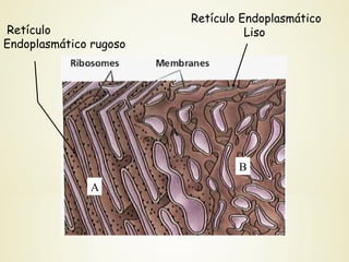 Retículo Endoplasmático
LisoRetículo
Endoplasmático rugoso
A
A
B
 