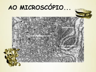 AO MICROSCÓPIO...
 