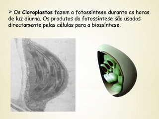  Os Cloroplastos fazem a fotossíntese durante as horas
de luz diurna. Os produtos da fotossíntese são usados
directamente pelas células para a biossíntese.
 