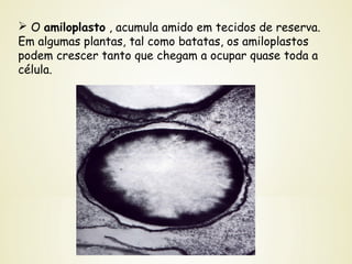  O amiloplasto , acumula amido em tecidos de reserva.
Em algumas plantas, tal como batatas, os amiloplastos
podem crescer tanto que chegam a ocupar quase toda a
célula.
 
